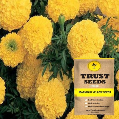 TrustBasket Marigold Yellow Flowers Seeds (GMO Free) Seed(15 per packet)