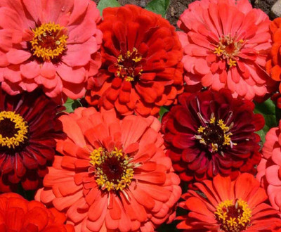 Paudha Zinnia Seed(37 per packet)