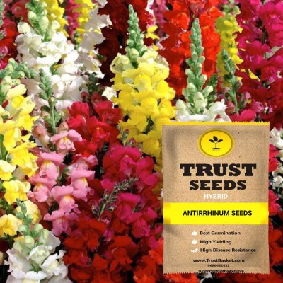 TrustBasket Antirrhinum Seeds Seed(15 per packet)
