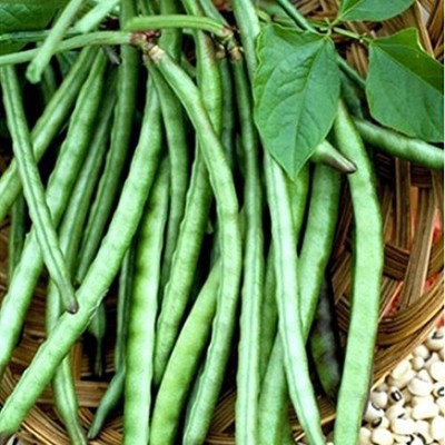 Paudha Lobiya Seed(45 per packet)