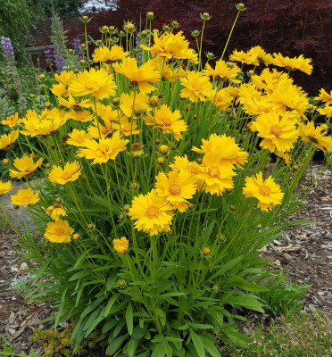 XOLDA Coreopsis Seed(40 per packet)