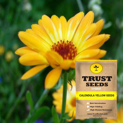 TrustBasket Calendula Yellow Seeds Seed(15 per packet)