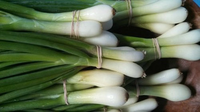 Mozette Hybrid Bunching onion Seed(55 per packet)