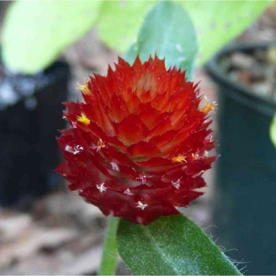 XOLDA Gomphrena Strawberry Seed(38 per packet)