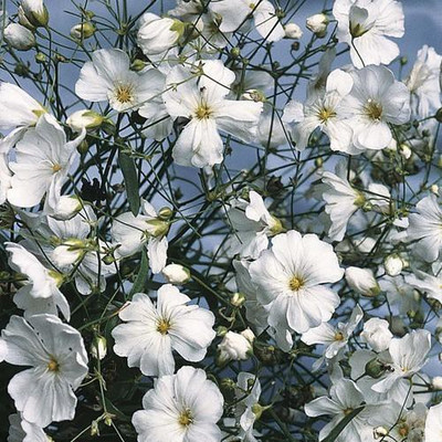 Paudha Gypsophila Seed(45 per packet)