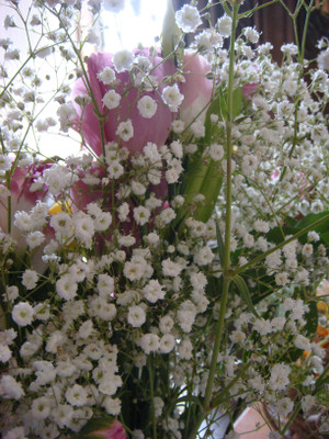 XOLDA Gypsophila Seed(31 per packet)