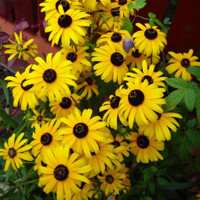 Arlo Sunflower minimature Seed(80 per packet)