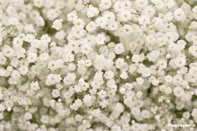 Paudha Gypsophila Seed(31 per packet)