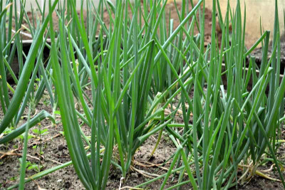Mozette Bunching Onion Vegetable Seed(37 per packet)