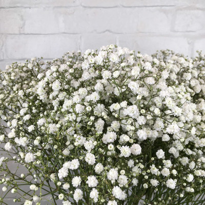 XOLDA Gypsophila Seed(20 per packet)