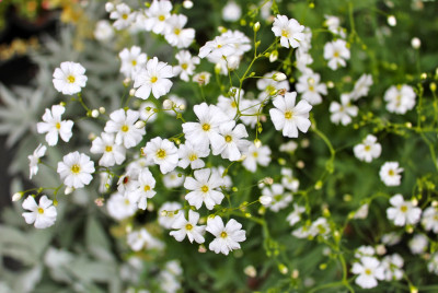 XOLDA Gypsophila Seed(50 per packet)