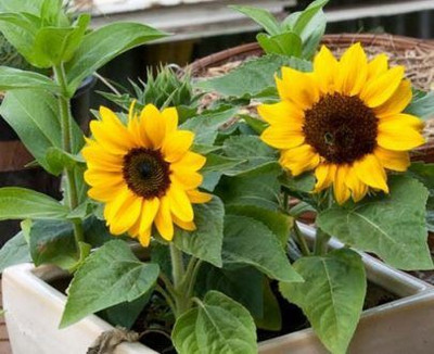 XOLDA Sunflower minimature Seed(48 per packet)