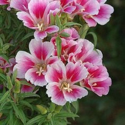 Paudha Clarkia Seed(30 per packet)