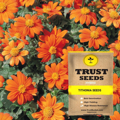 TrustBasket Tithonia Seeds Seed(15 per packet)