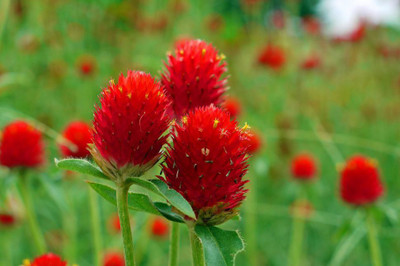 XOLDA Gomphrena Strawberry Seed(20 per packet)