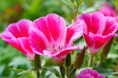 XOLDA Clarkia Seed(15 per packet)