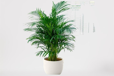 ReliaShield Areca Plam(Hybrid, Pack of 1)