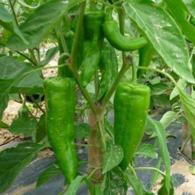 Axote CHILLI CORNO DI TORRO Seed(25 per packet)