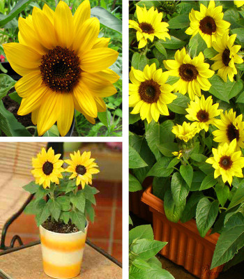 Paudha Sunflower Miniature Seed(26 per packet)