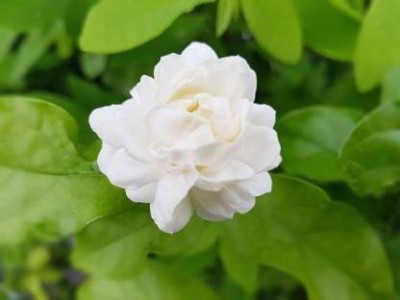 greengrow Jasmine Plant(Hybrid, Pack of 1)