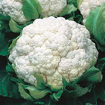 CYBEXIS DELON Cauliflower Variety500 Seeds Seed(500 per packet)