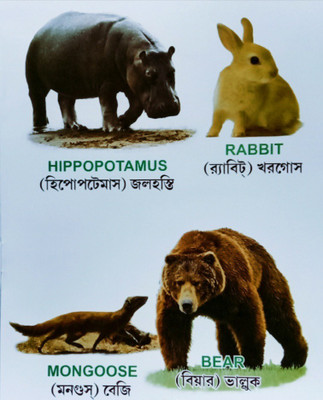 Jungle Animals For Nursery Kid's(Paperback, Editorial Team)