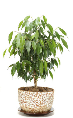 DAIVISH Ficus Plant(Pack of 1)