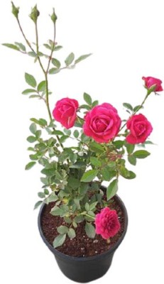 Greenery Nursery Rose Plant(Hybrid, Pack of 1)