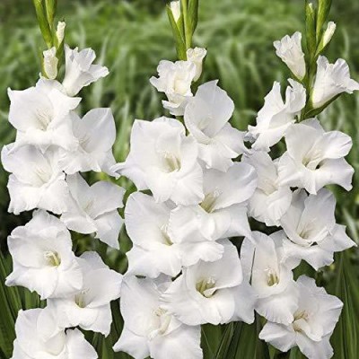 plantogallery Flower Bulbs | Gladiolus ‘White Prosperity’ Imported Flower Bulbs Best Quality Fresh Bulbs (Pack Of 10 Bulbs) Seed(10 per packet)