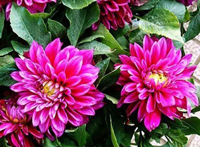 VibeX Dahlia Seed(100 per packet)