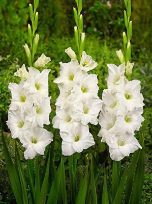 plantogallery Flower Bulbs | Gladiolus 'Amsterdam' Imported Flower Bulbs Best Quality Fresh Bulbs For Home Garden (Pack of 10 Bulbs) Seed(10 per packet)