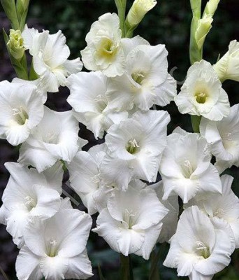 plantogallery Flower Bulbs | Gladiolus Imported Flower Bulbs Best Quality Fresh Flower Bulbs For Home Gardening (Pack Of 20 Bulbs) Seed(20 per packet)