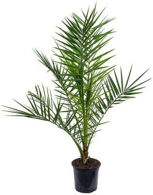pankaj nursery Phoneix Palm Plant(Pack of 1)