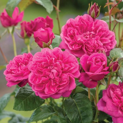 JR GLOBLE Rose Plant(Hybrid, Pack of 1)