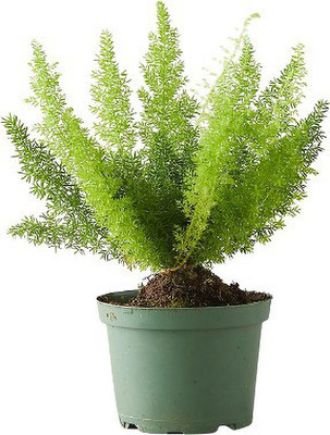 ReliaShield Foxtail Palm Plant(Pack of 1)
