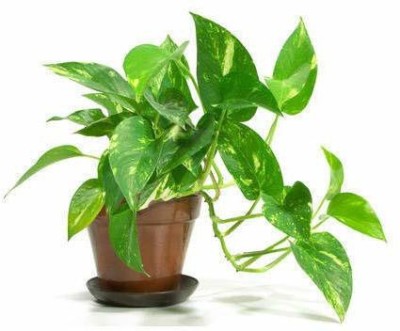 DELOREA Money Plant(Hybrid, Pack of 1)