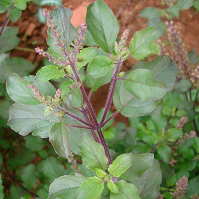 VibeX Van Tulsi Seed(250 per packet)