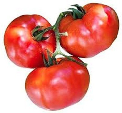 Sjeme Stupice tomato seeds Seed(50 per packet)