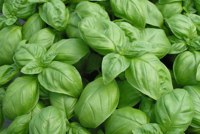 Paudha Basil Genovese Seed(15 per packet)