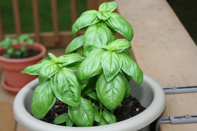 Paudha Basil Genovese Seed(15 per packet)