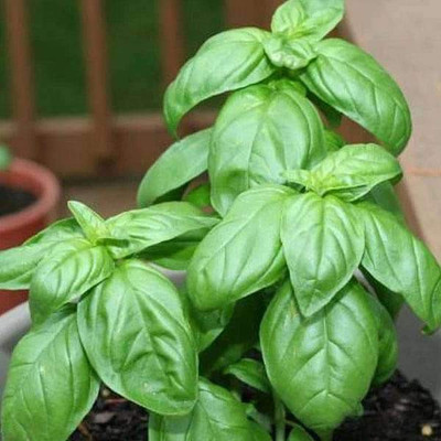 VibeX Basil Genovese Seed(200 per packet)