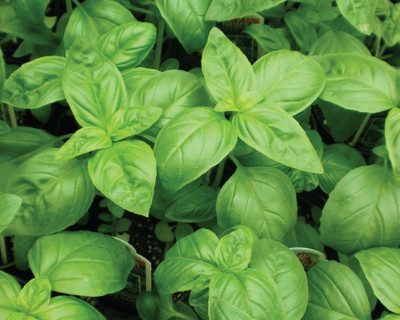 Paudha Basil Genovese Seed(15 per packet)