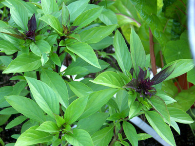 Paudha Thai Basil Seed(30 per packet)