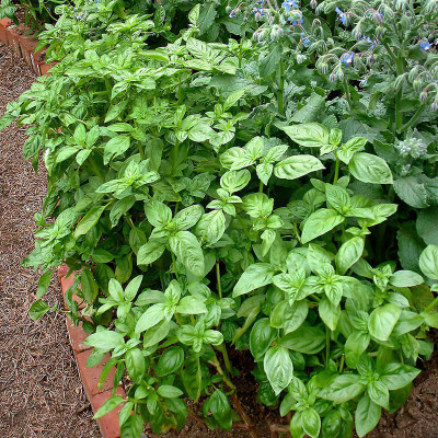Paudha Basil Genovese Seed(15 per packet)