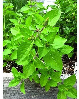 YOUNG STAR BASIL Seed(150 per packet)