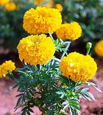 GURVEPLANTATIONI Marigold Plant(Hybrid, Pack of 1)