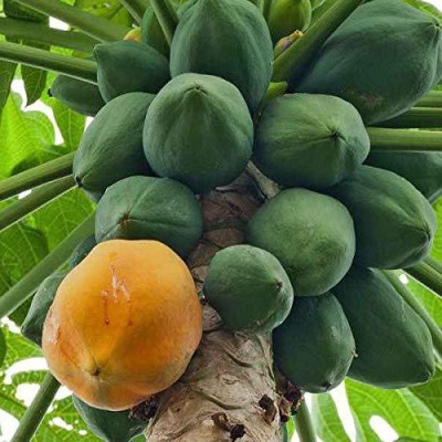 MKR Enterprises Papaya Seed(100 per packet)