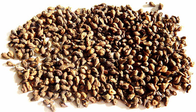 Xetomos Sivalingi seed 1 Pkt seeds Seed(1 per packet)