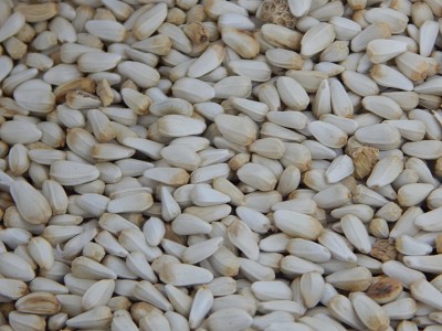 Urancia Karan Beej Seed(100 per packet)