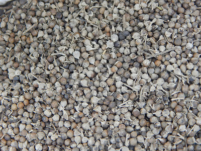 Urancia Nirgand Nirgundi Vitex Negundo Seed Dried 50gm Seed(1 per packet)